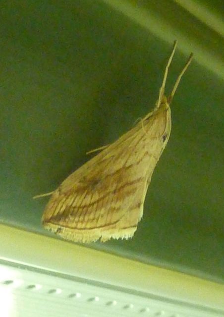 Evergestis forficalis - veteménymoly