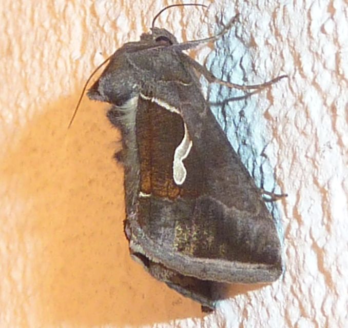 Macdunnoughia confusa - cseppfoltos ezüstbagoly