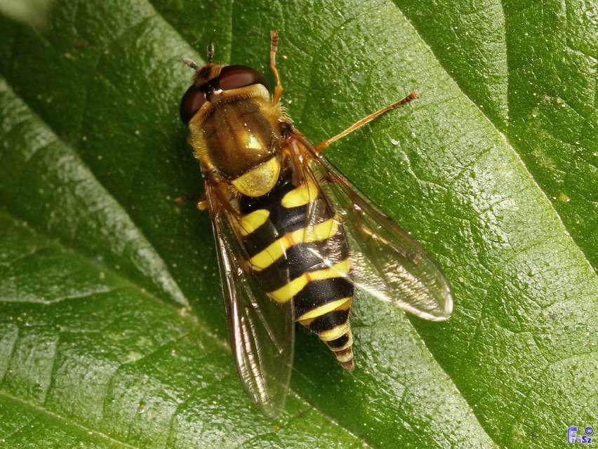 Syrphus