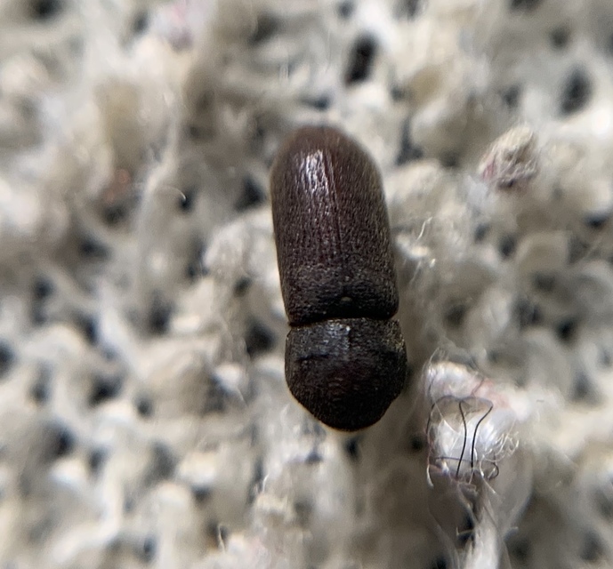 Ptilinus fuscus - bordás álszú