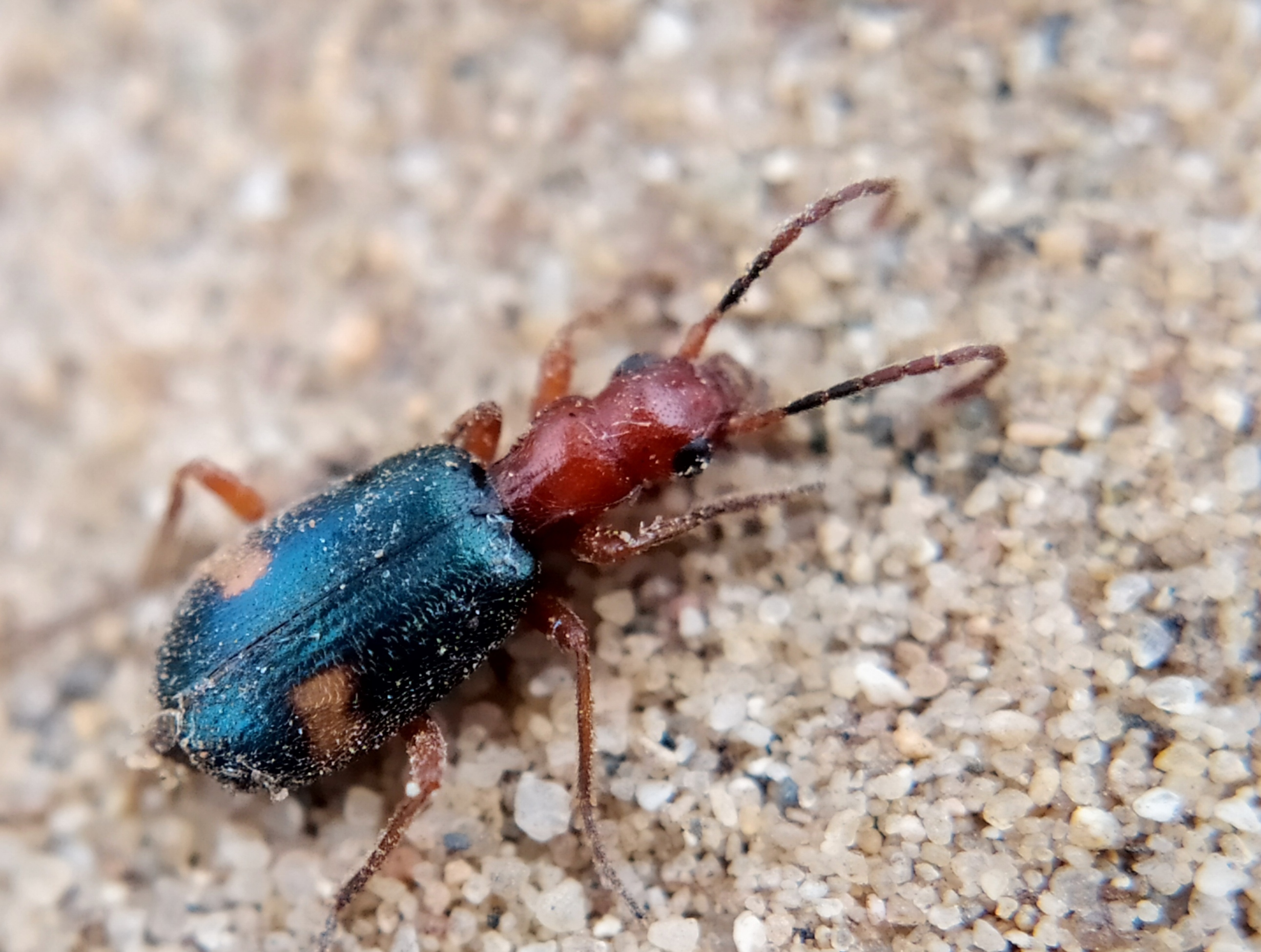 Brachinus bipustulatus - kétfoltos pöfögőfutó
