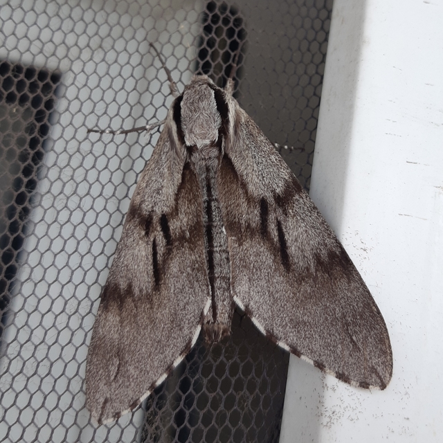 Hyloicus pinastri - fenyőszender
