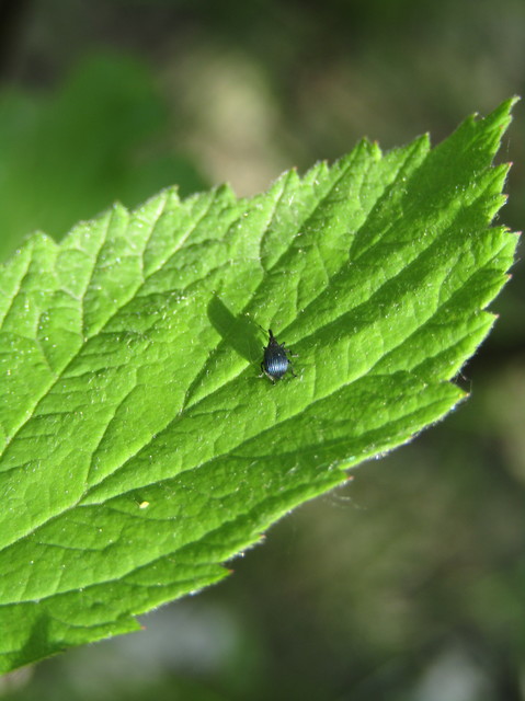 Holotrichapion pisi - lucernarügy-cickányormányos