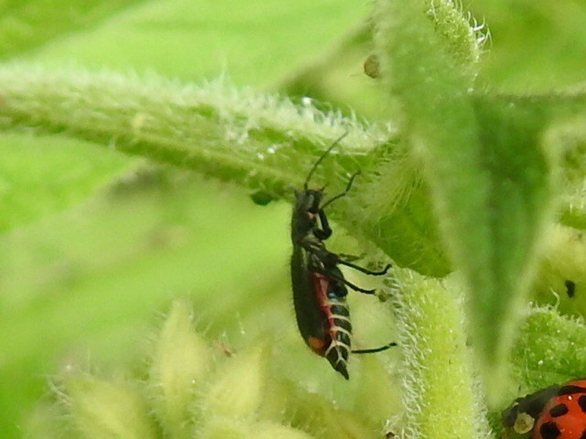 Malachius bipustulatus - kétfoltos bibircsesbogár