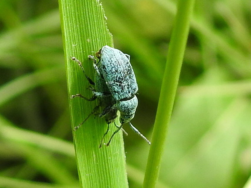 Phyllobius thalassinus - tömpeorrú levélormányos