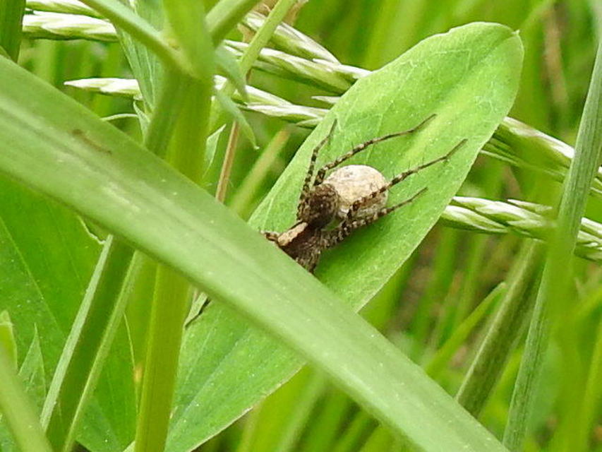 Pardosa alacris/lugubris