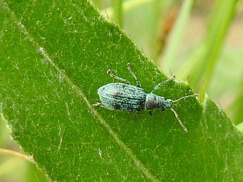 Phyllobius thalassinus - tömpeorrú levélormányos
