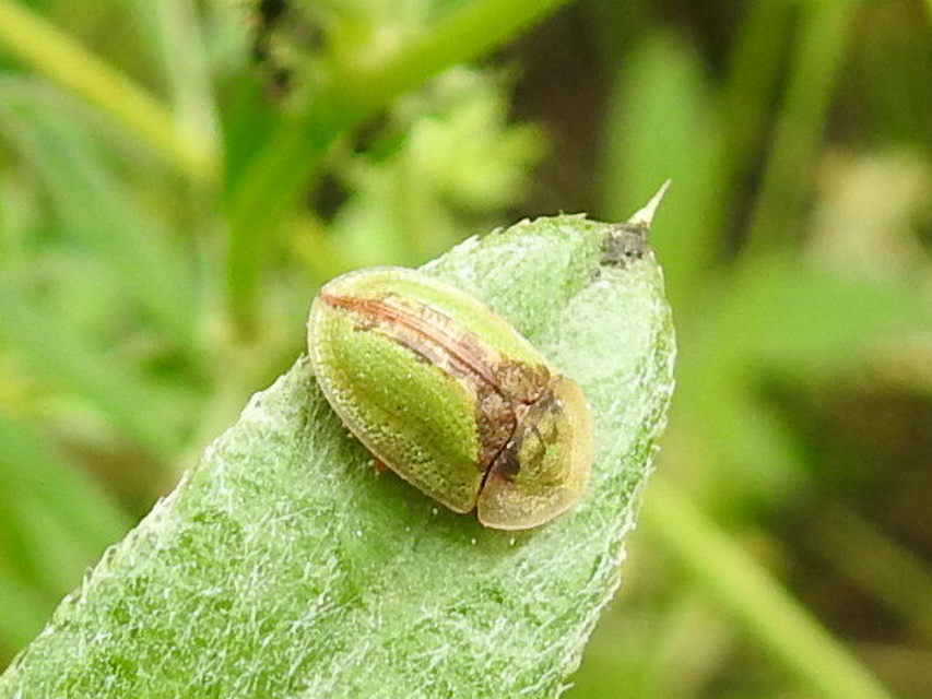 Cassida vibex - szőrös pajzsbogár Cassida vibex - szőrös pajzsbogár