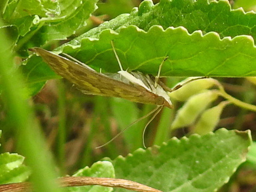 Ostrinia nubilalis - kukoricamoly
