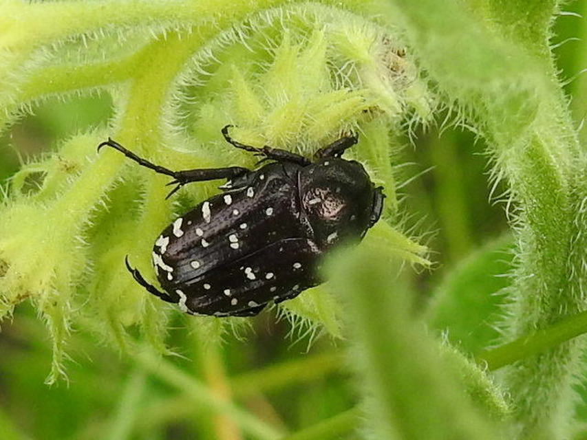 Oxythyrea funesta - sokpettyes virágbogár