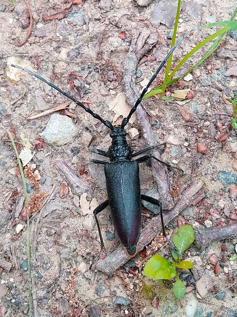Cerambyx cerdo - nagy hőscincér