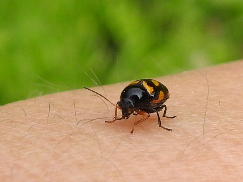 Cryptocephalus anticus - réti zömökbogár