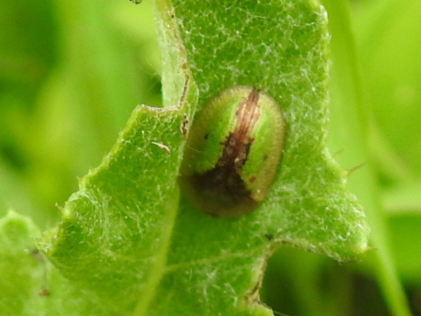 Cassida Cassida