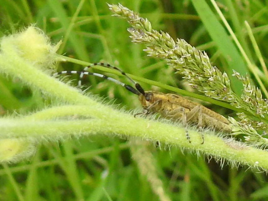 Agapanthia villosoviridescens - fehérgyűrűs bogáncscincér