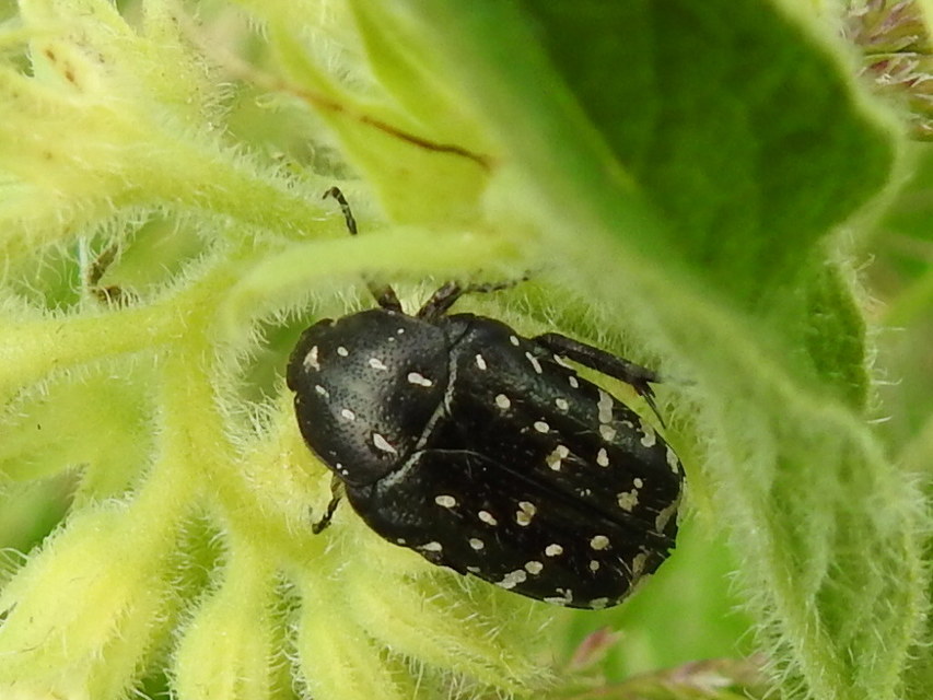 Oxythyrea funesta - sokpettyes virágbogár