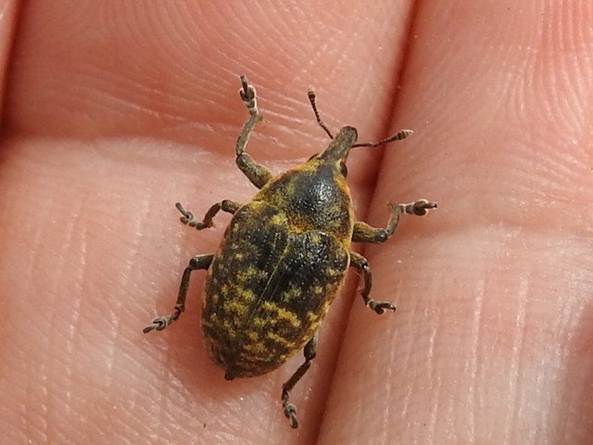 Larinus turbinatus - kúposorrú púderbarkó
