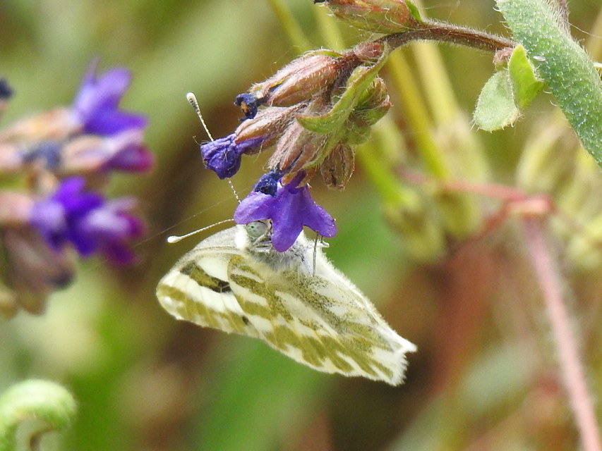 Pontia edusa - rezedalepke