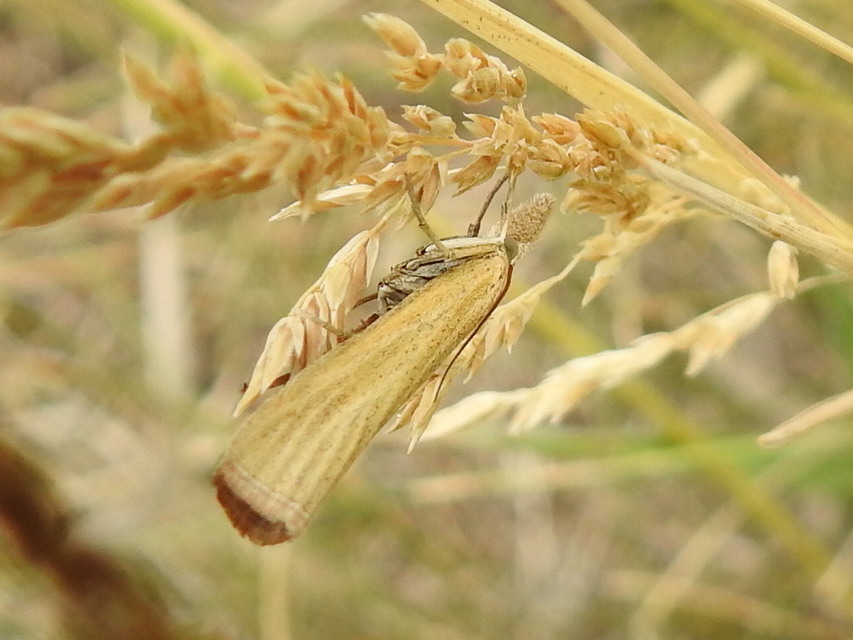 Pediasia luteella - agyagsárga fűgyökérmoly