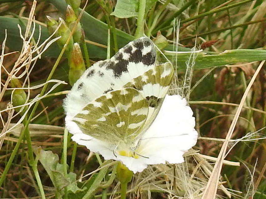 Pontia edusa - rezedalepke
