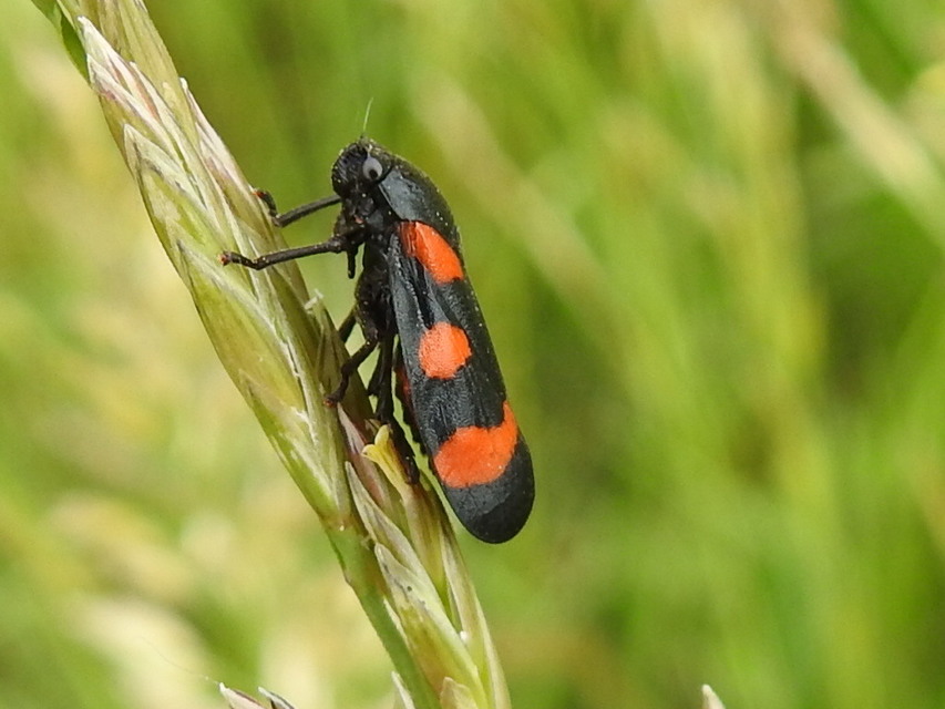 Cercopis