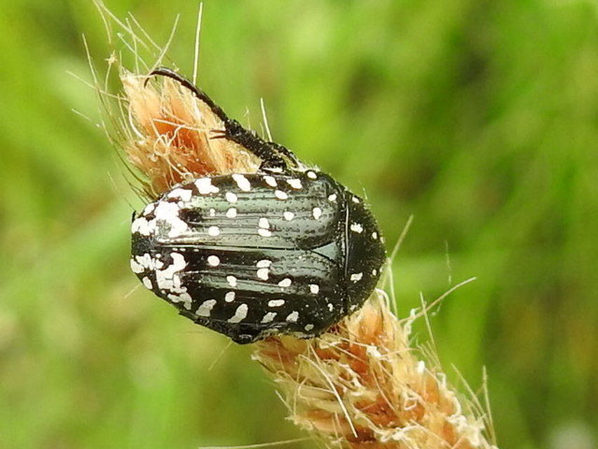 Oxythyrea funesta - sokpettyes virágbogár