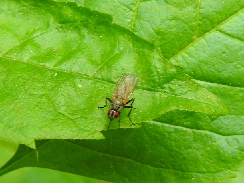 Muscidae - igazi legyek