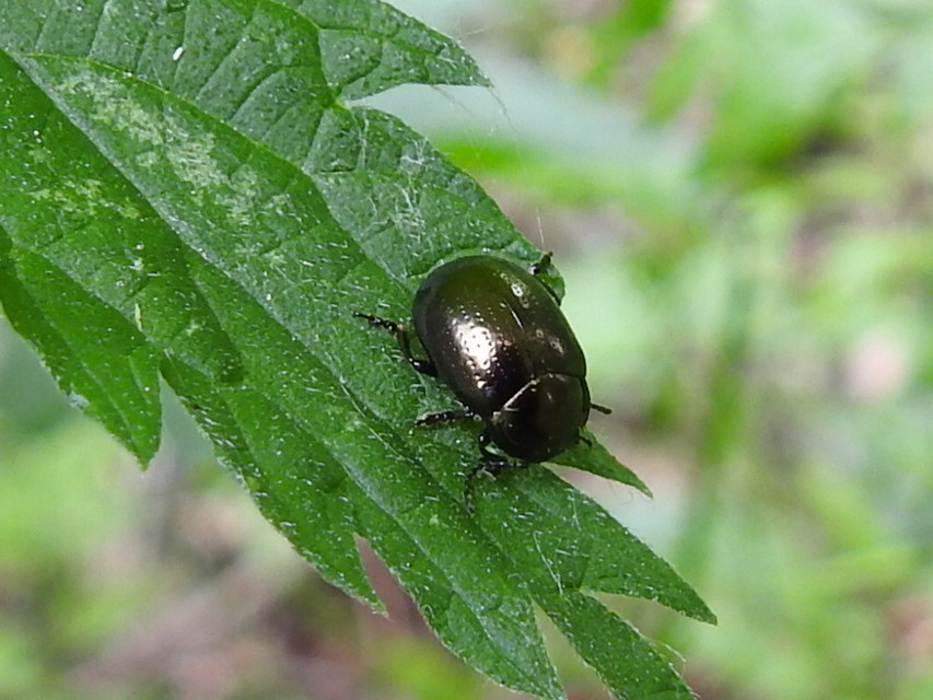Chrysolina oricalcia - bronzos levélbogár