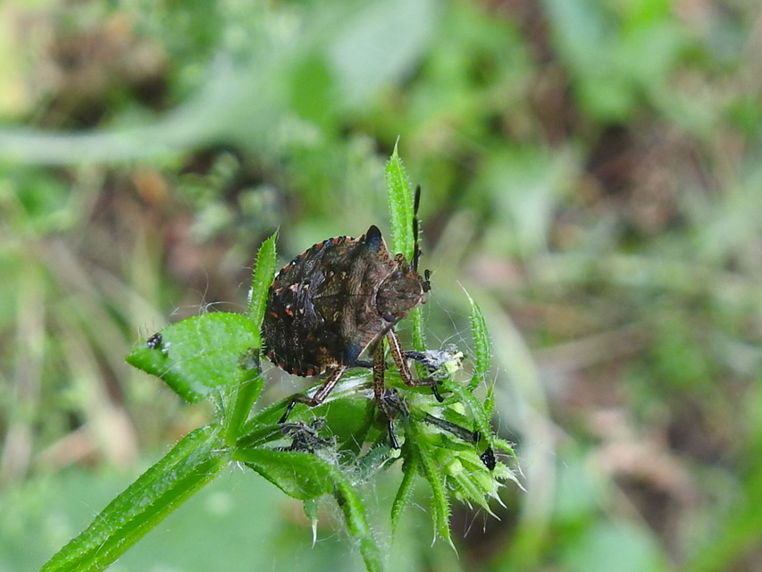 Pentatoma rufipes - vöröslábú címerespoloska Pentatoma rufipes - vöröslábú címerespoloska
