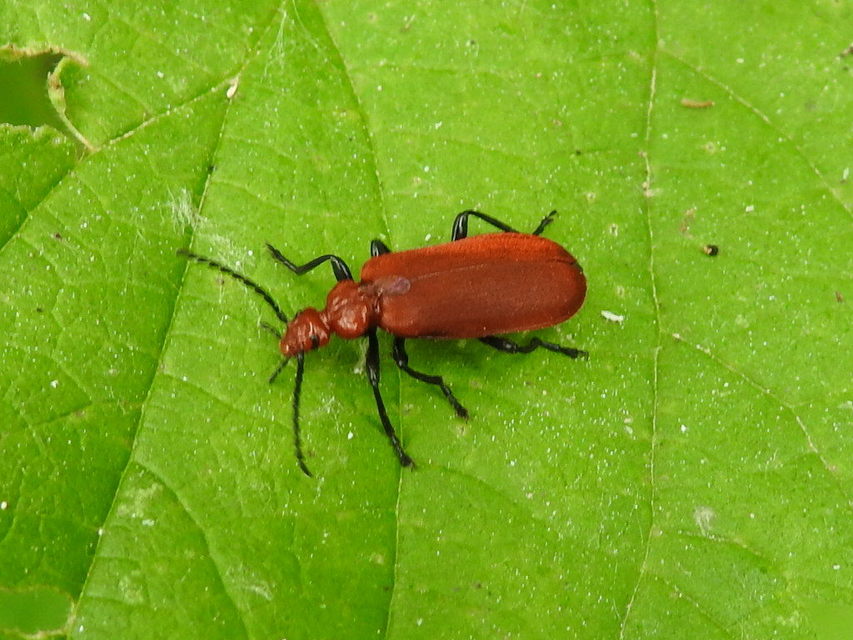Pyrochroa serraticornis - közép-bíborbogár