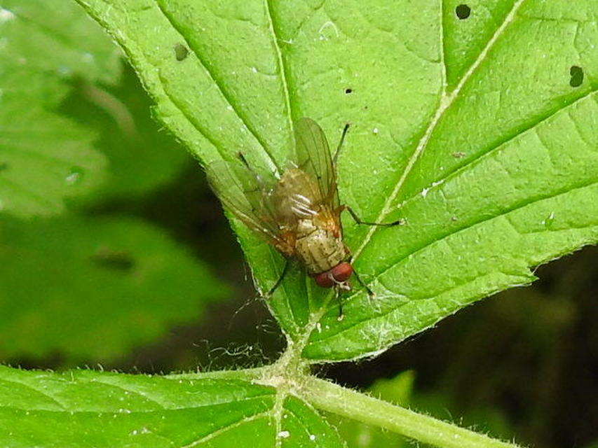 Muscidae - igazi legyek