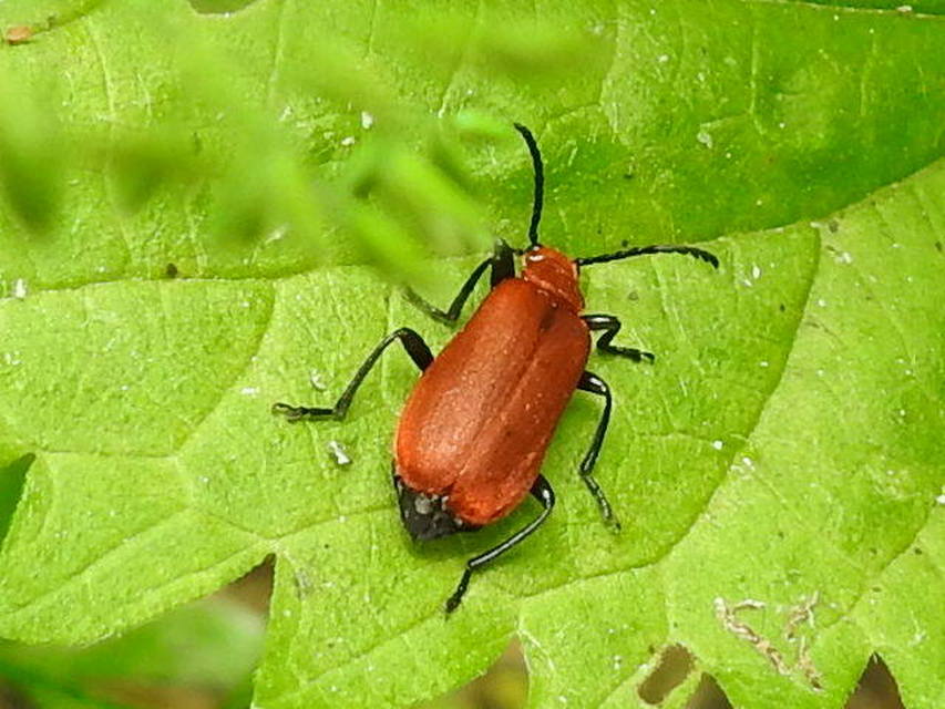 Pyrochroa serraticornis - közép-bíborbogár