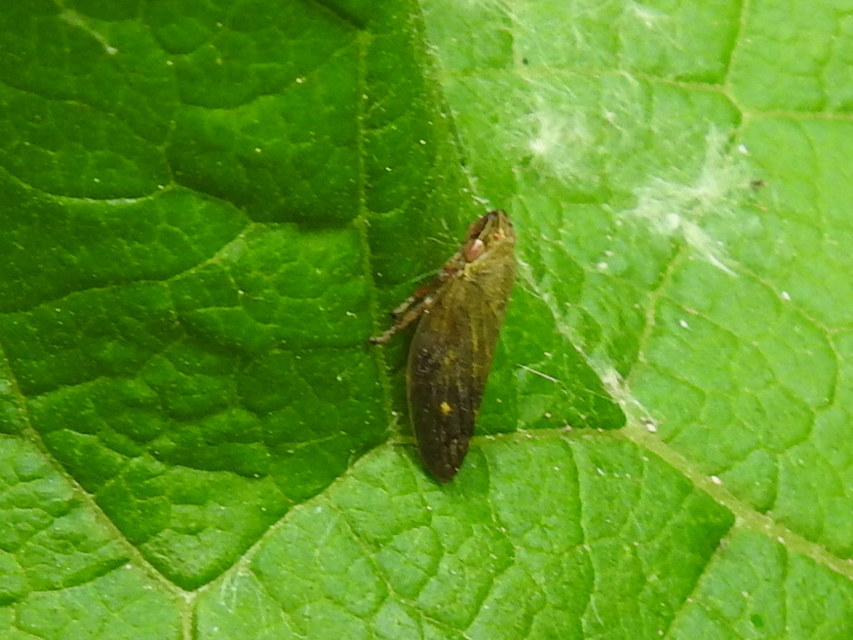 Aphrophora salicina