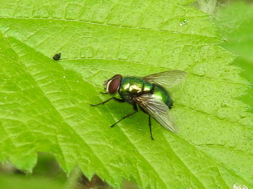 Lucilia