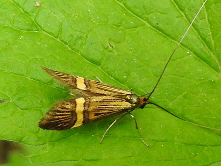 Nemophora degeerella - pompás tőrösmoly