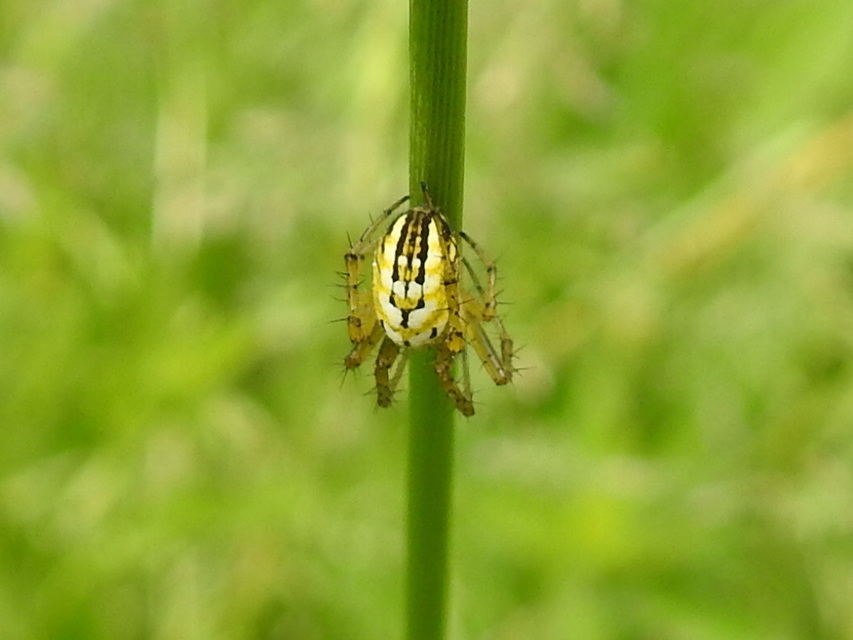 Mangora acalypha - réti keresztespók