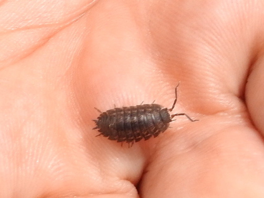 Trachelipus rathkii - közönséges márványosászka