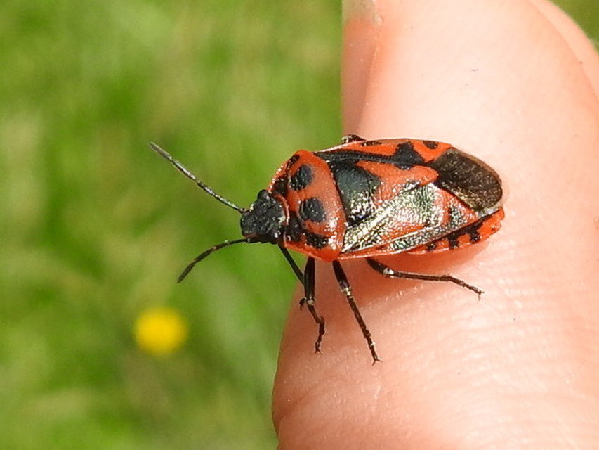 Eurydema ornata - díszespoloska