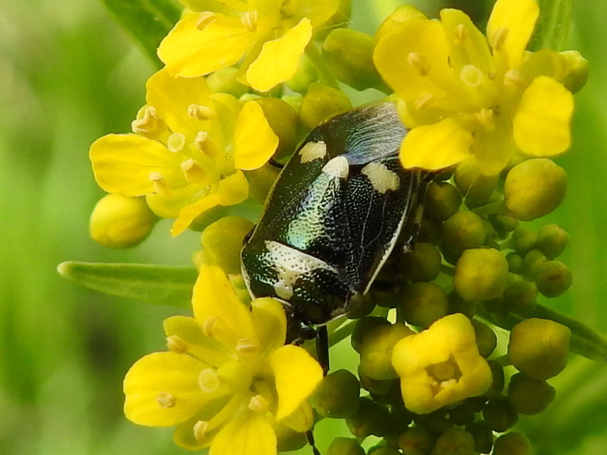 Eurydema oleracea - paréjpoloska Eurydema oleracea - paréjpoloska