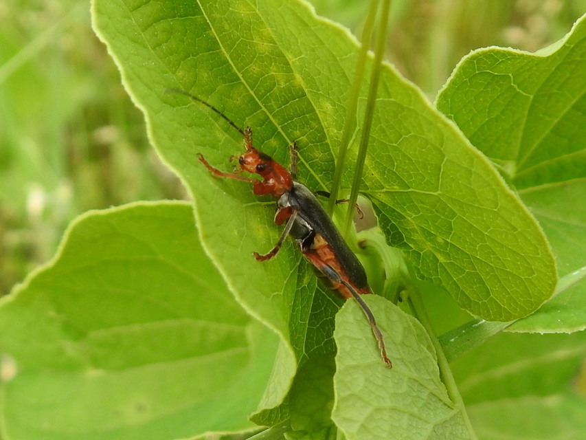 Cantharis livida - mezei lágybogár