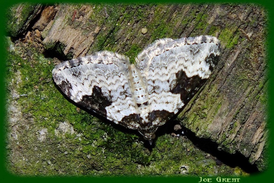 Xanthorhoe fluctuata - közönséges tarkaaraszoló