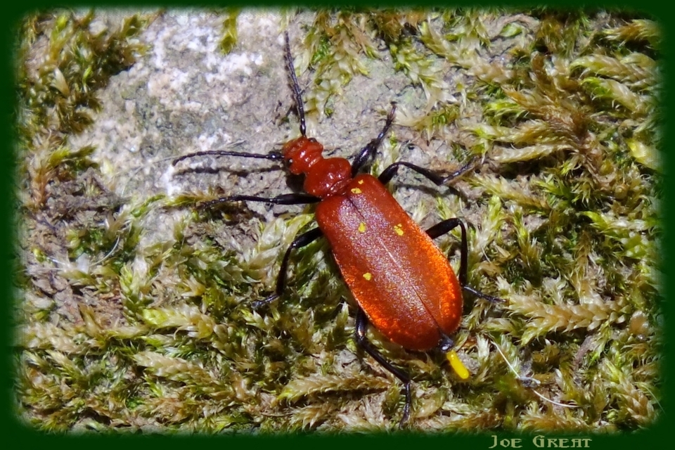 Pyrochroa serraticornis - közép-bíborbogár