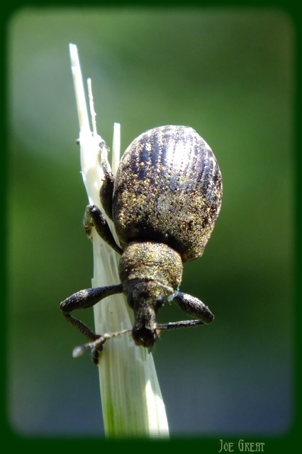 Liophloeus