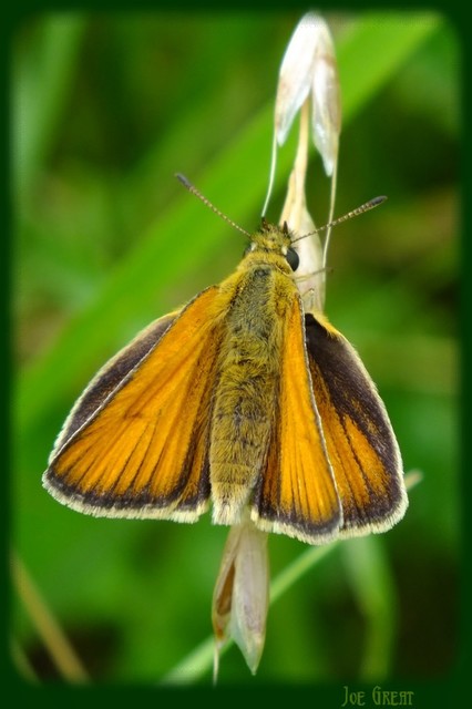 Thymelicus lineola - vonalas busalepke
