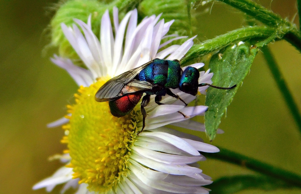 Chrysididae - fémdarazsak