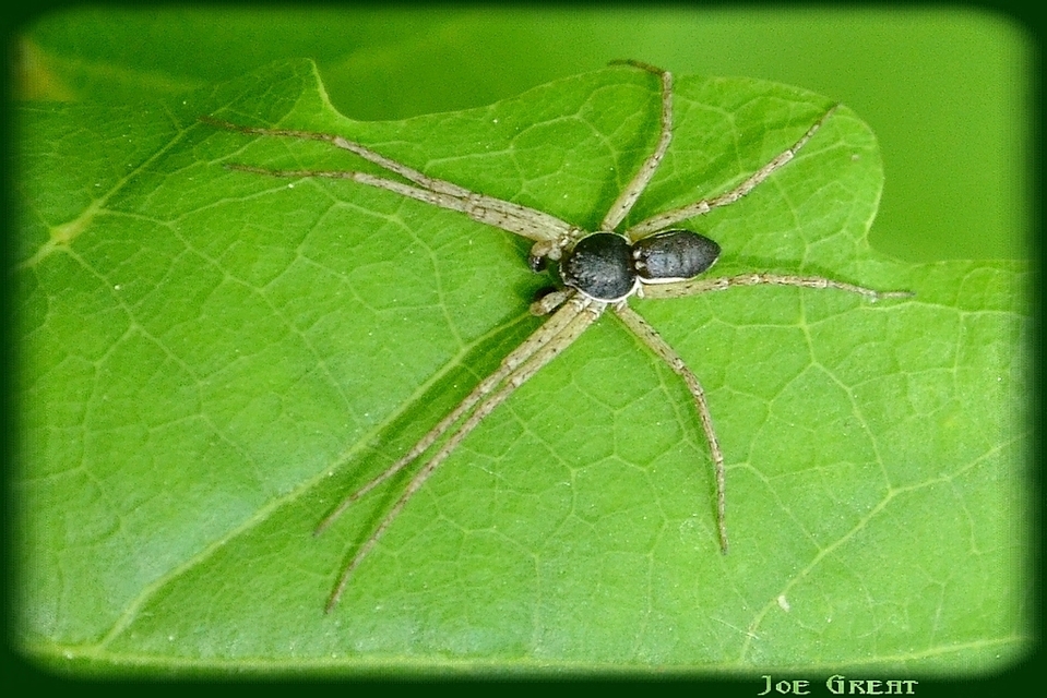 Philodromus dispar - lomb karolópók