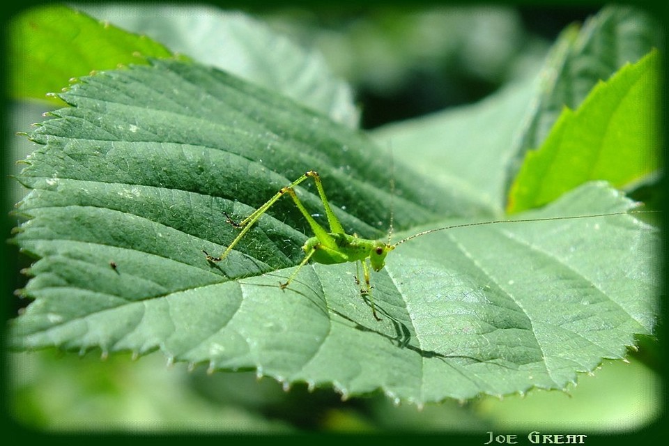 Phaneroptera