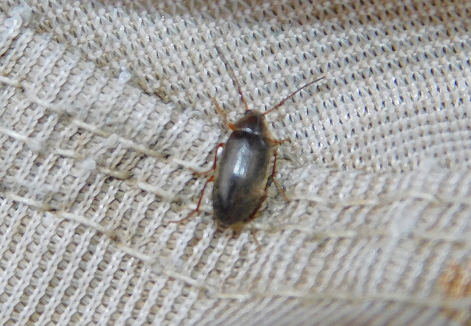 Hymenalia rufipes - rőtlábú alkonybogár