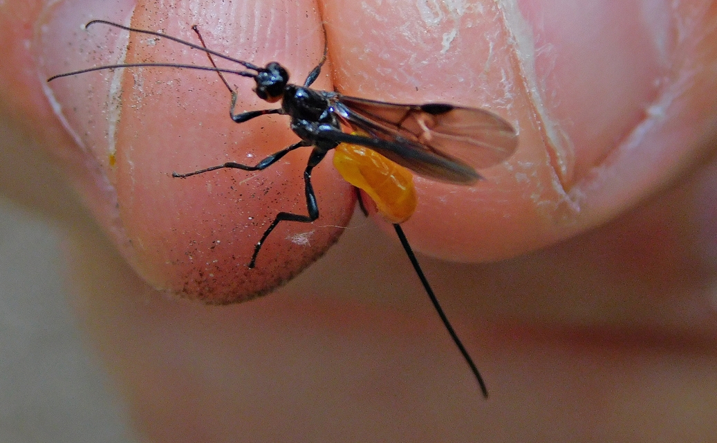 Braconidae - gyilkosfürkészek