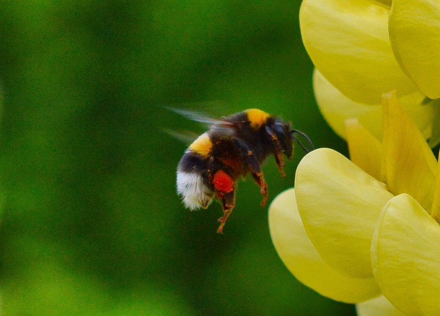 Bombus terrestris/lucorum