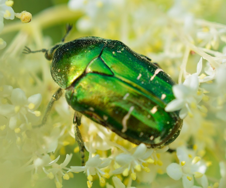 Cetonia aurata - aranyos virágbogár